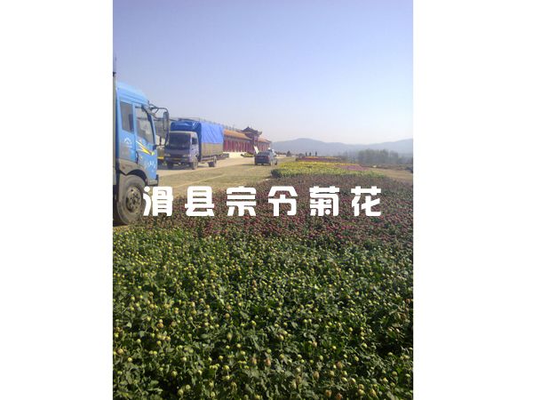 菊花销售-10