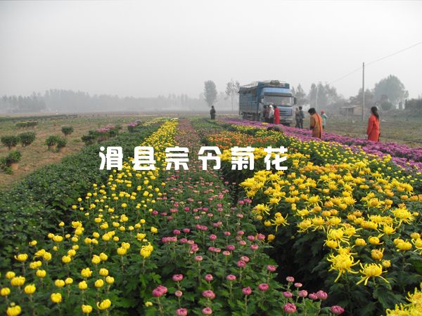 菊花销售-3