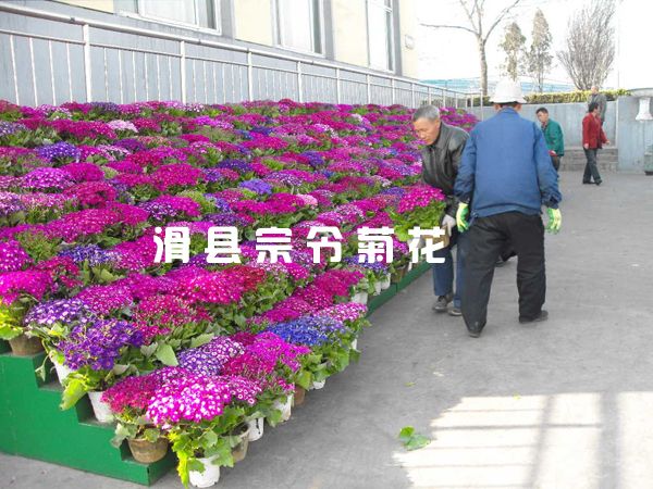 瓜叶菊租摆-1