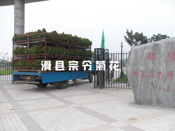 菊花销售-4