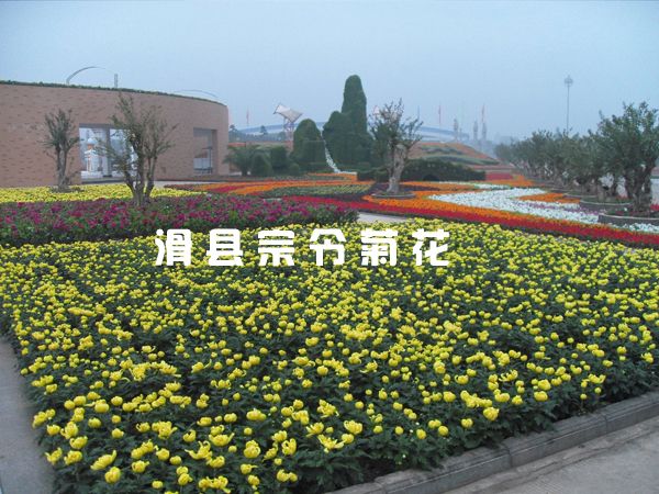 鄢陵花博会租摆-2