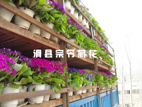 瓜叶菊销售-1