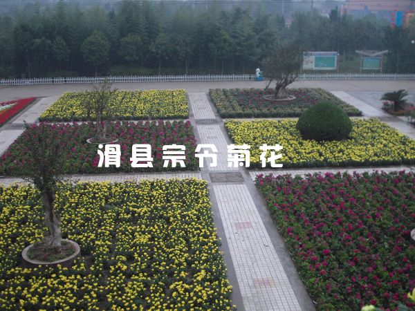 鄢陵花博会租摆