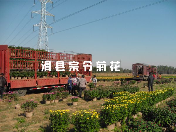 菊花销售-6