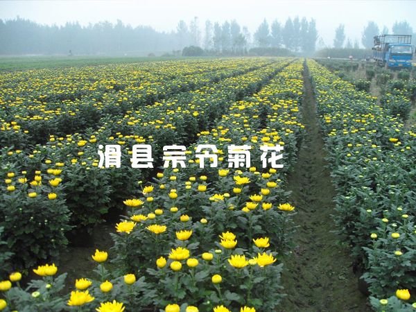 菊花销售-9