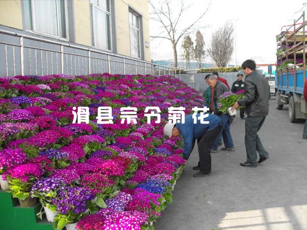 瓜叶菊租摆-2