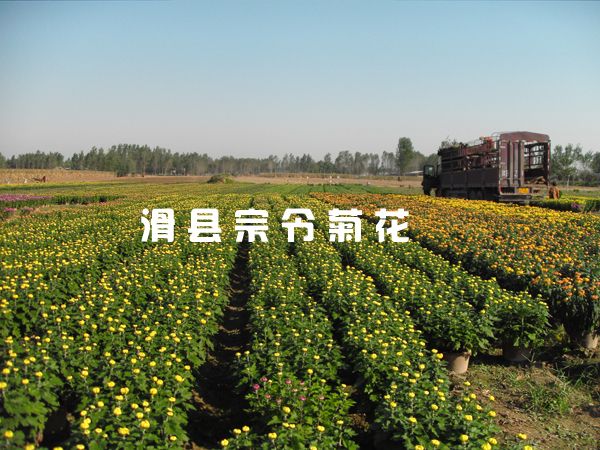菊花销售-7