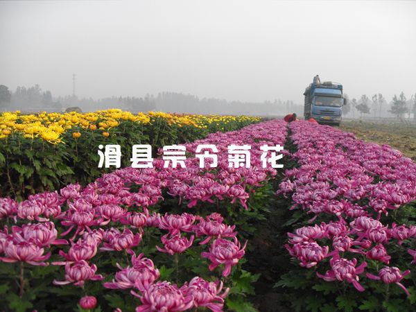 菊花销售-1
