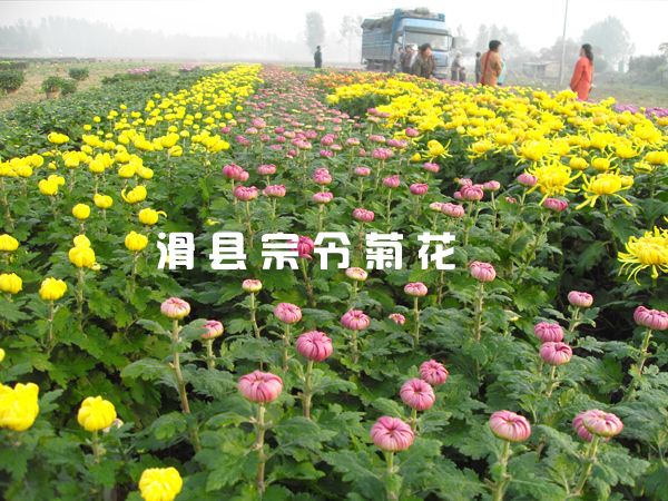 菊花销售-2