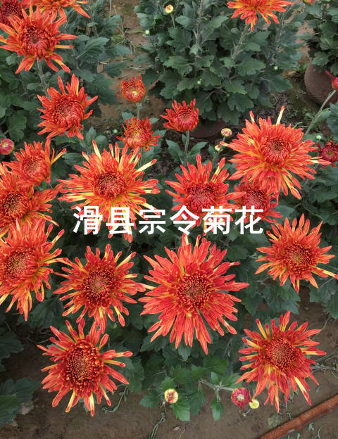 短日照菊花