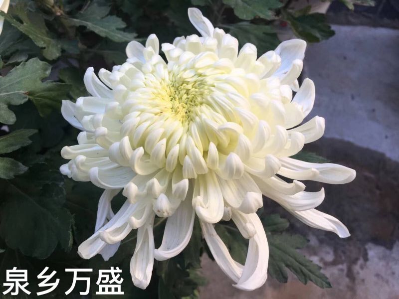 独本菊