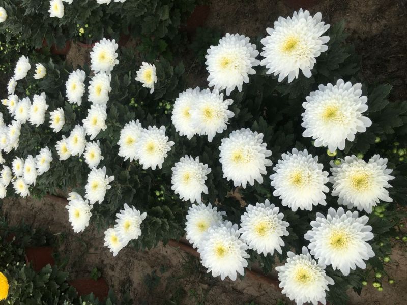 国庆大菊