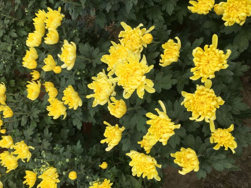 国庆大菊