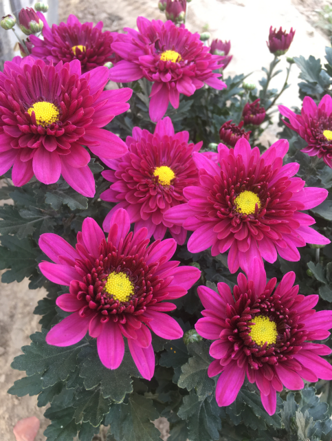国庆大菊